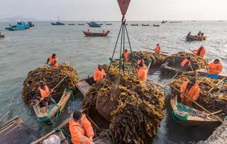 威海榮成 海帶開鐮早 海洋牧歌再奏響