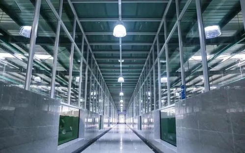 工廠化養石斑魚 海水養殖技術的創新突破