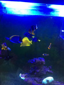 昌平北七家海水魚友出養(yǎng)定老魚，限同城打包自提，共探海水養(yǎng)殖技術(shù)交流