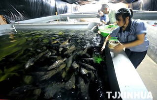 科技創(chuàng)新驅動海洋經(jīng)濟 濱海新區(qū)建成超大型工廠化內循環(huán)海水養(yǎng)殖基地