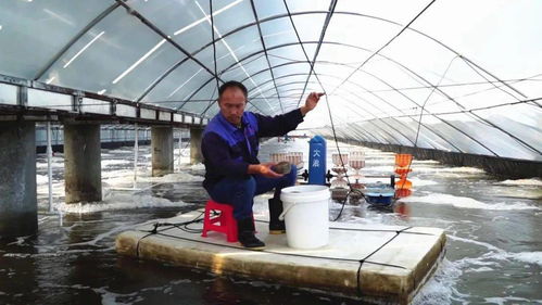 科技賦能，廣西養(yǎng)蝦產(chǎn)業(yè)“火”出圈 一年五造，畝產(chǎn)8000斤背后的技術(shù)革命